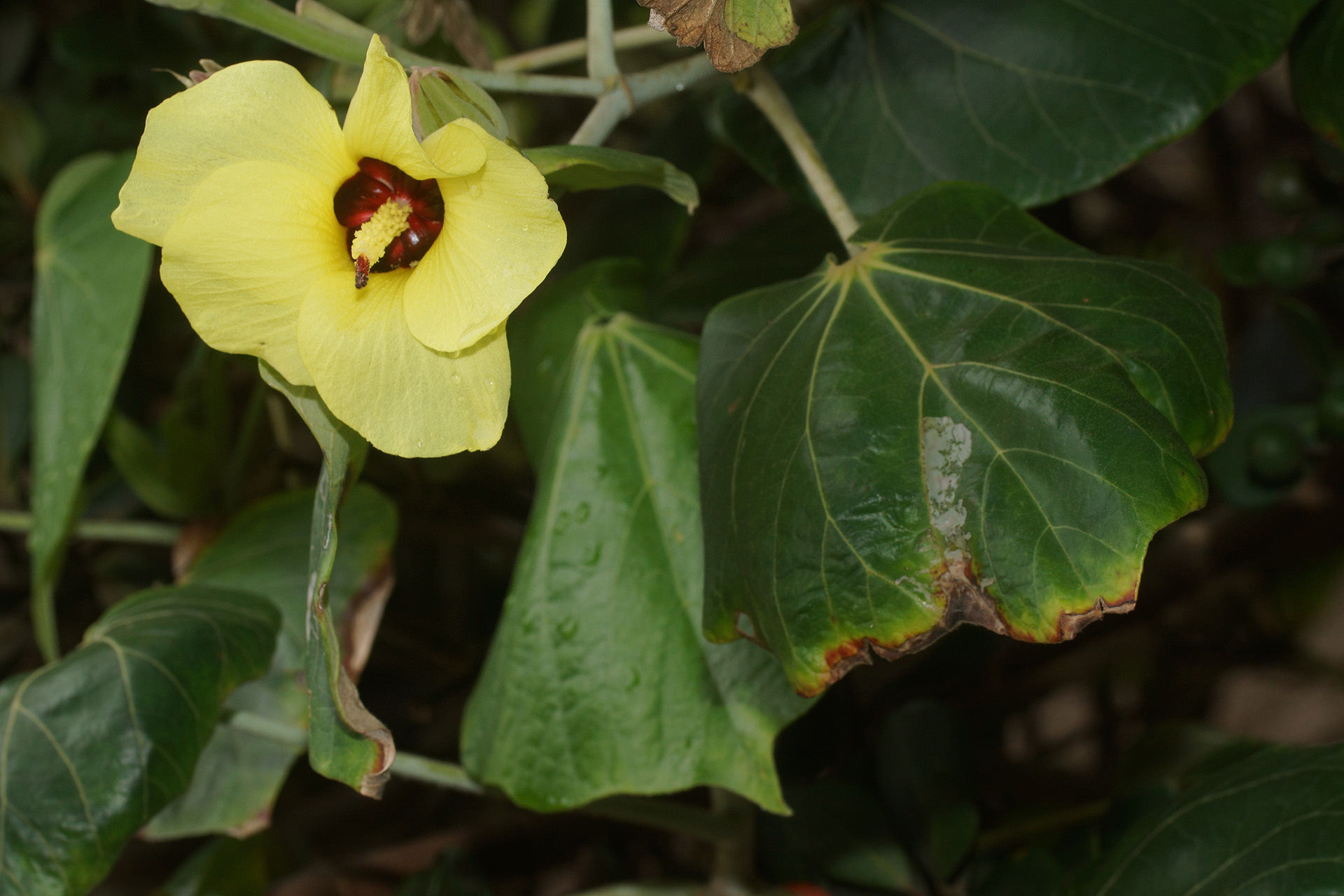 Hibiscus tiliaceus